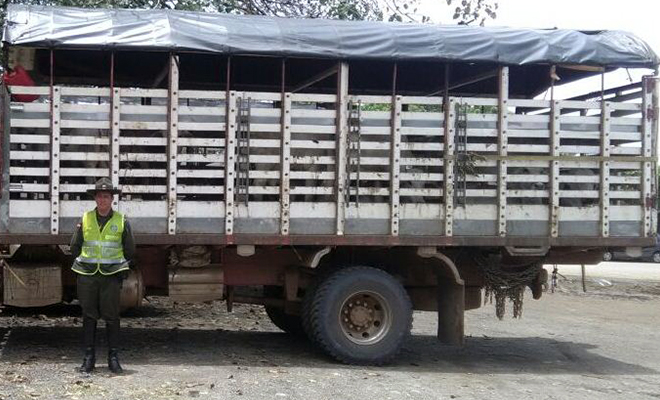 Avanza-nuestra-ofensiva-contra-el-hurto-sobre-cabezas-de-ganado-en-el-Meta