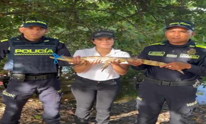 La especie fue encontrada en malas condiciones y estaba destinada al mercado negro de fauna silvestre. 