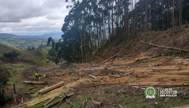 Nueve capturados por deforestación en la Sabana de Bogotá