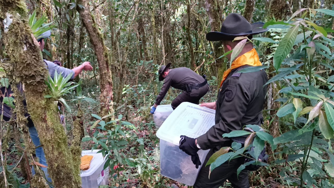Operación Libertad permitió la recuperación y liberación de varias especies silvestres