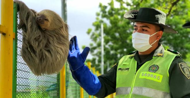 oso-perezoso-policia-ambiental