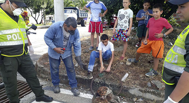 Patrulleros de la Policía Nacional con amor y cuidado curan a ‘Mono’ un perro en condición de calle