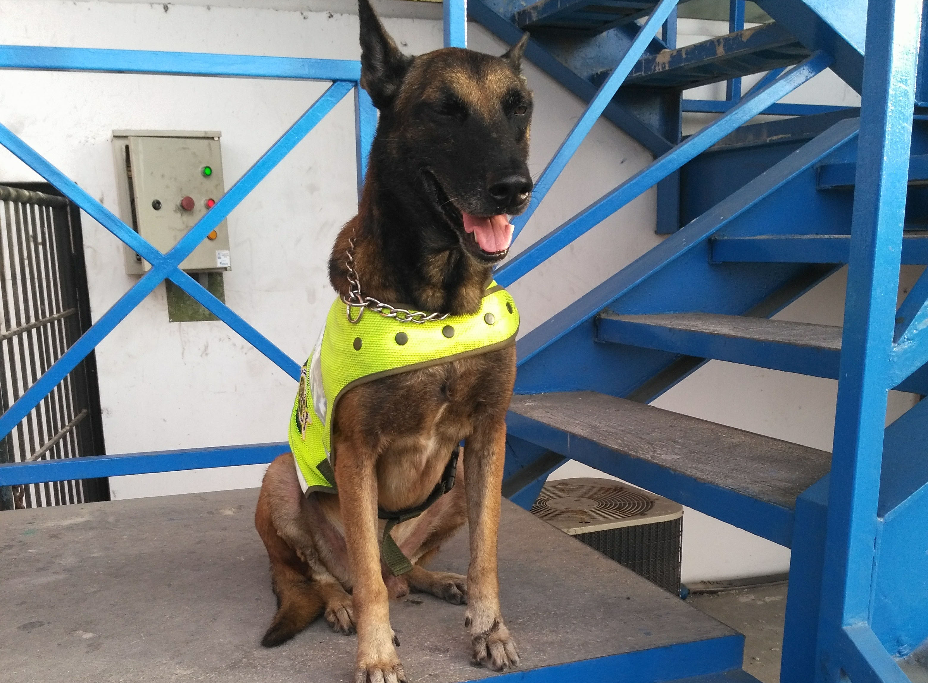 Adiós ‘Rex’; jamás olvidaremos al admirable Perro Antimafia-el subintendente Carlos Andrés López, cayó al agua 