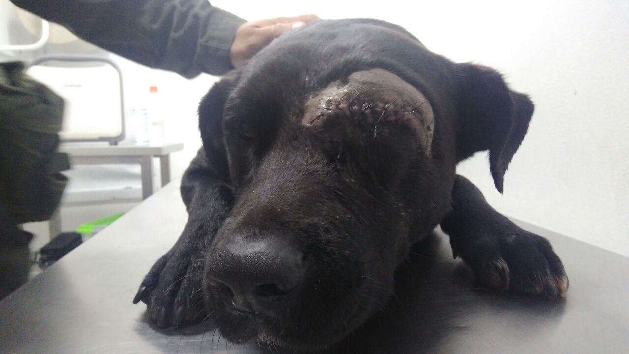 Policía-captura-hombre-por-atacar-un-perro-con-arma-blanca-3