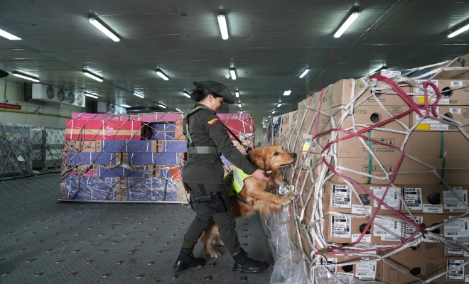 Esta actividad antinarcóticos se fortalece en el marco de  la celebración del día de San Valentín, inspeccionando 60 mil toneladas de flores de exportación.