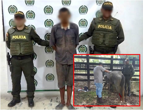 policia-captura-maltrato-animal-magdalena