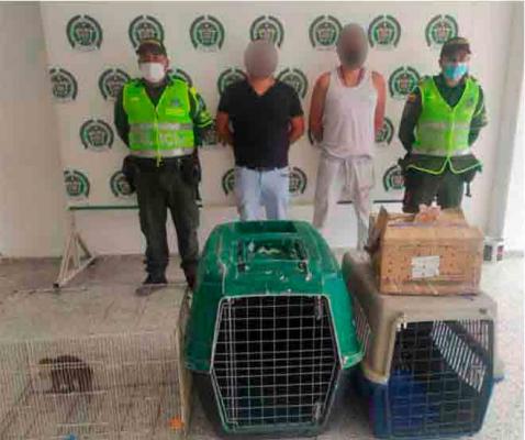 policia-magdalena-medio-capturados-faunasilvestre