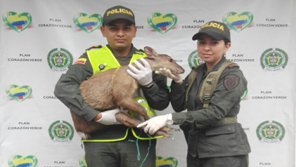policia-rescate-venado-cauca