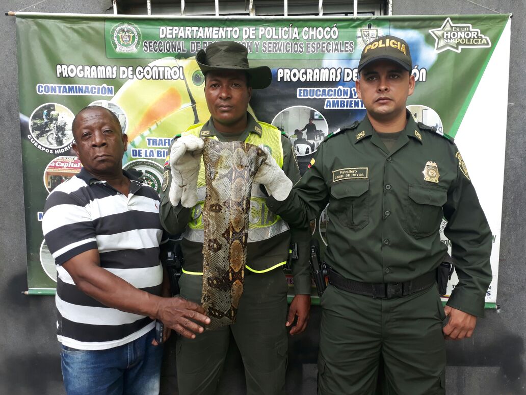 Policía-de-Protección-Ambiental-incauta-piel-de-serpiente-en-zona-céntrica-de-Qibdó