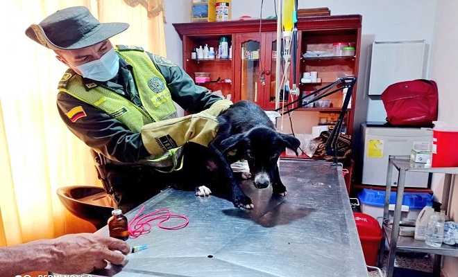 Policía rescató canino maltratado en el barrio reposo de Quibdó