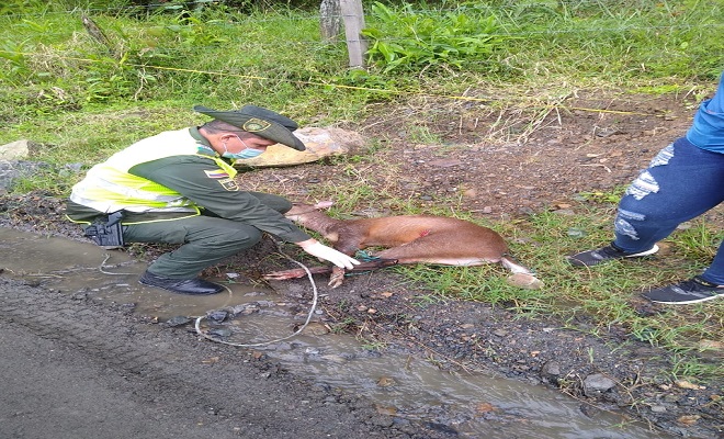 Policía y un venado herido 