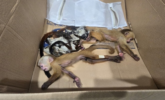 Primates recuperados por la Policía Nacional