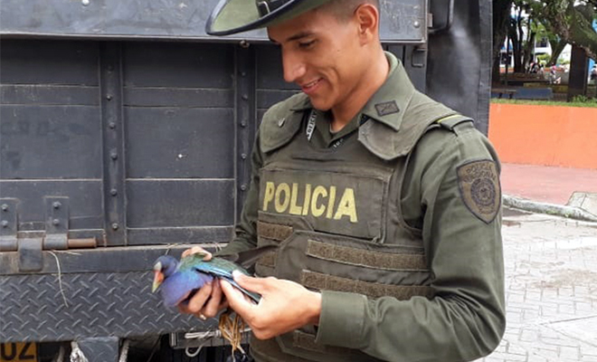 En-el-Meta-continuamos-liderando-actividades-de-protección-de-la-fauna silvestre