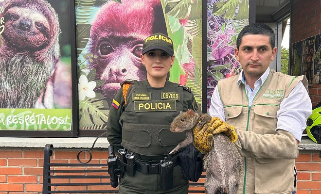 El guatín se encontraba en el sector de Ciudad Dorada al sur de la capital quindiana.
