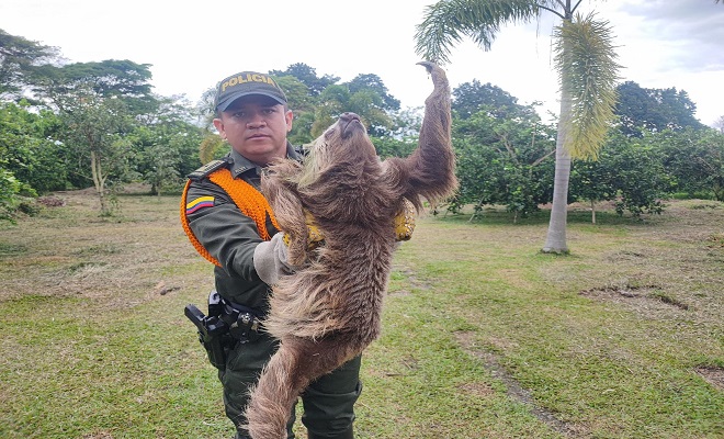 La Policía del Quindío recupera tres especies silvestres