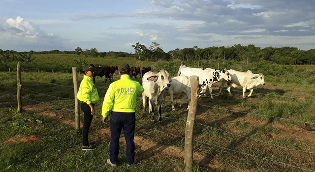 Efectiva-ofensiva-de-la Policía Nacional-en-el-Meta-contra-el-abigeato