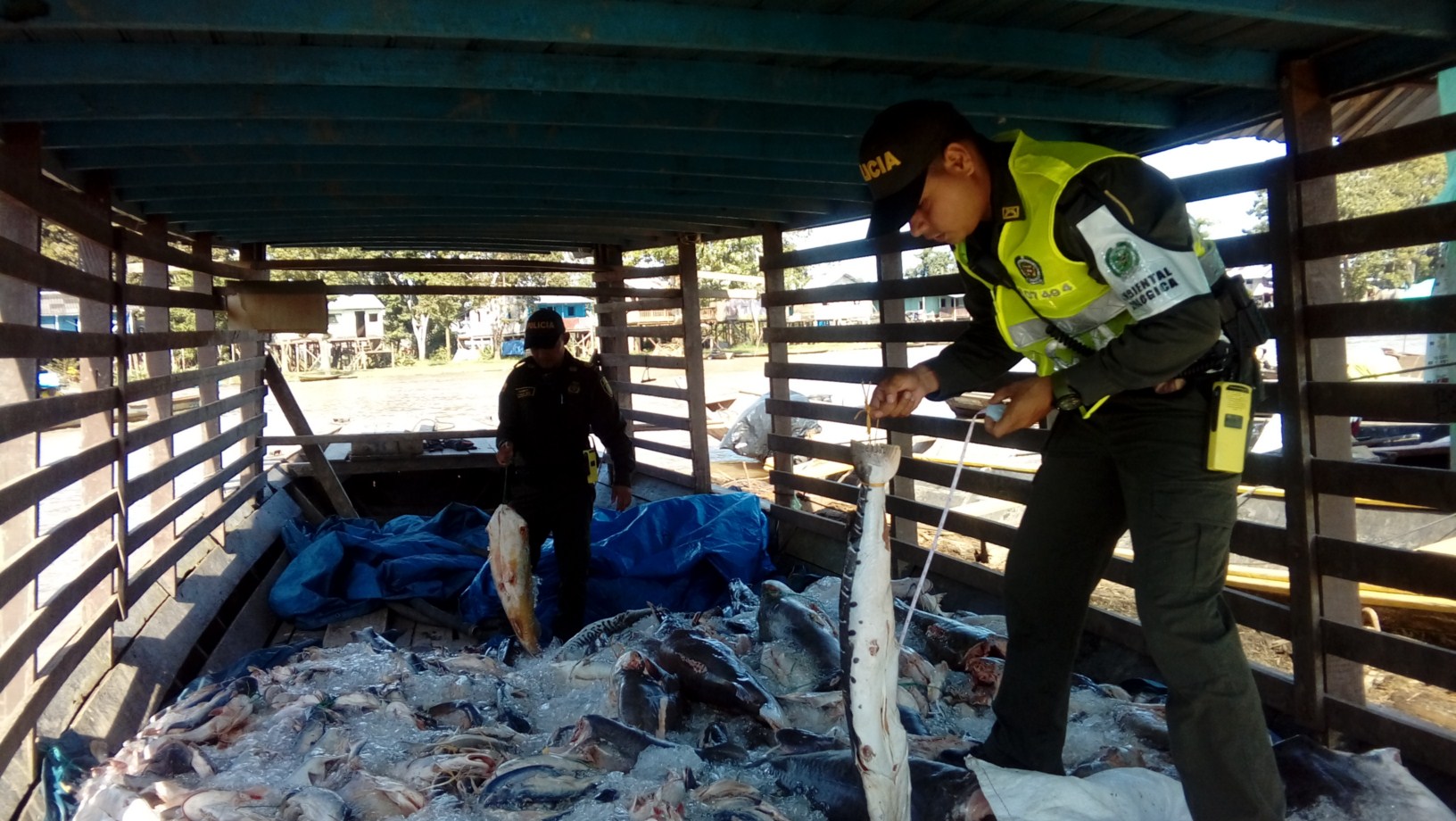 pescado-hurtado-en-el-Brasil 