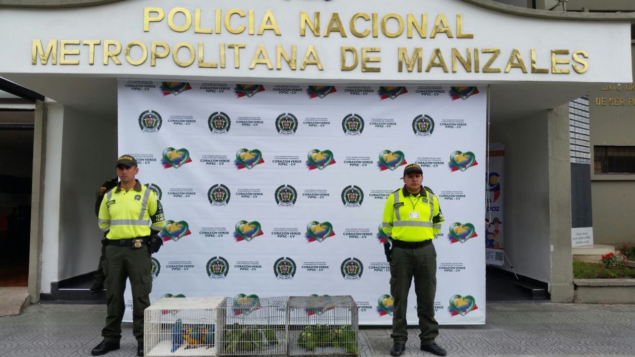 recuperamos_aves_silvestres