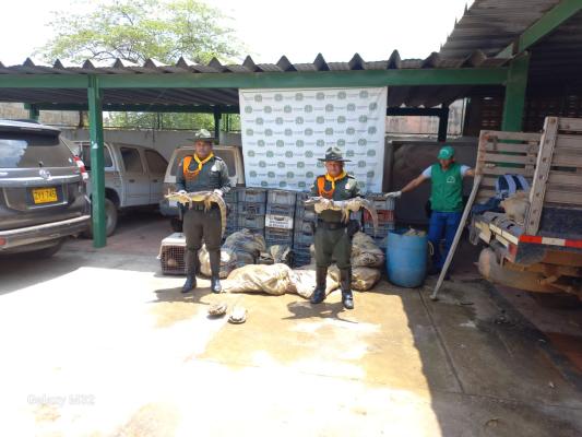 recuperación de babillas en sucre 01