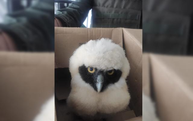 Rescatamos un búho de anteojos, hallado a orillas del río Chinchiná