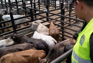 Incautación Ganado Policía de santander