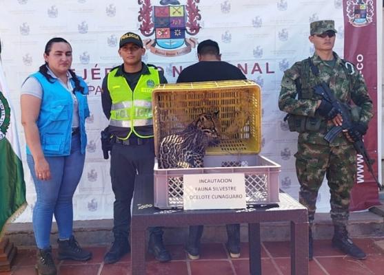 Recuperación del tigrillo