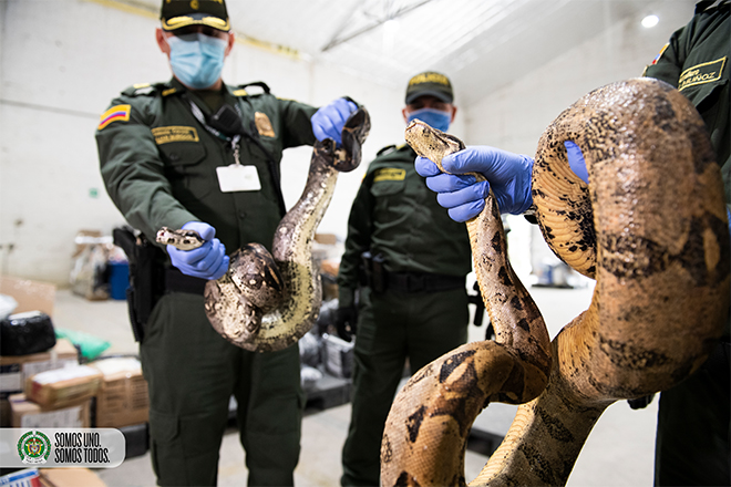 Con la ayuda de canina especializada en detección de fauna fueron halladas tres serpientes