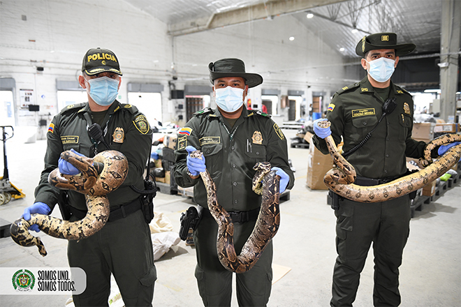 Con la ayuda de canina especializada en detección de fauna fueron halladas tres serpientes