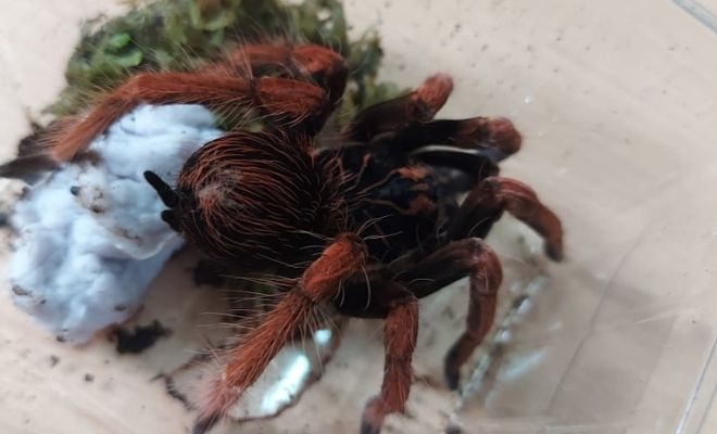 Recuperamos 9 especies de fauna silvestre en Nariño3