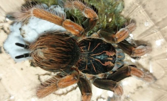 Recuperamos 9 especies de fauna silvestre en Nariño4