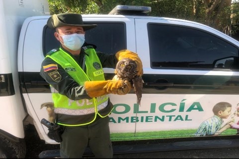 Regresamos un búho a su hábitat