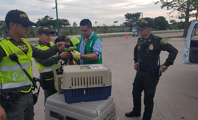 En-el-Meta-“juntos-por-los-animales”-rescatamos-cuatro-loros