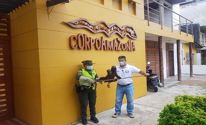 Rescatamos Oso Perezoso