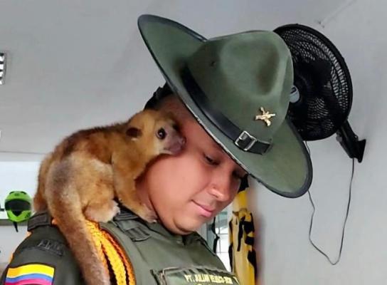 Cuidan especies de fauna silvestre 