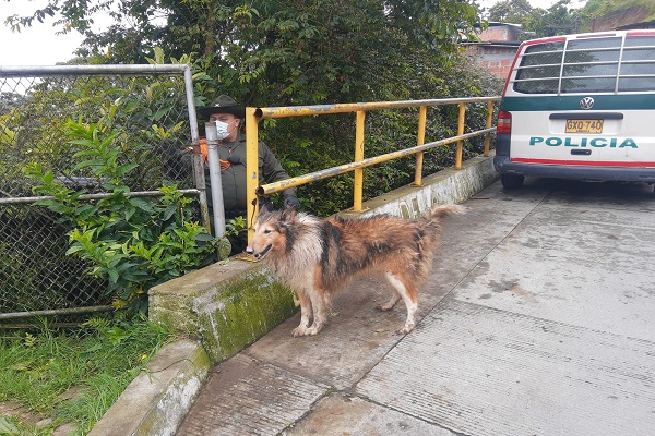 La Policía logró el recate de 15 caninos 