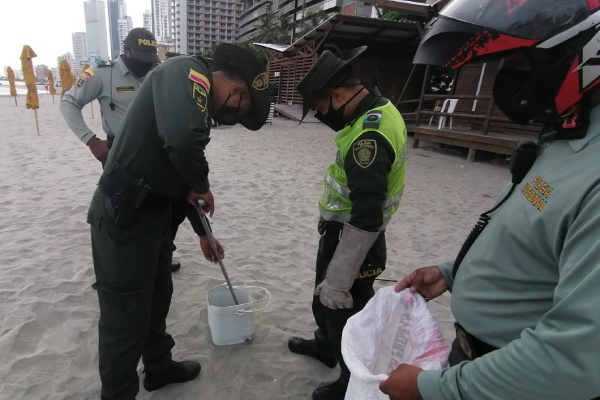 Rescatamos una serpiente Mapaná en playas de Bocagrande