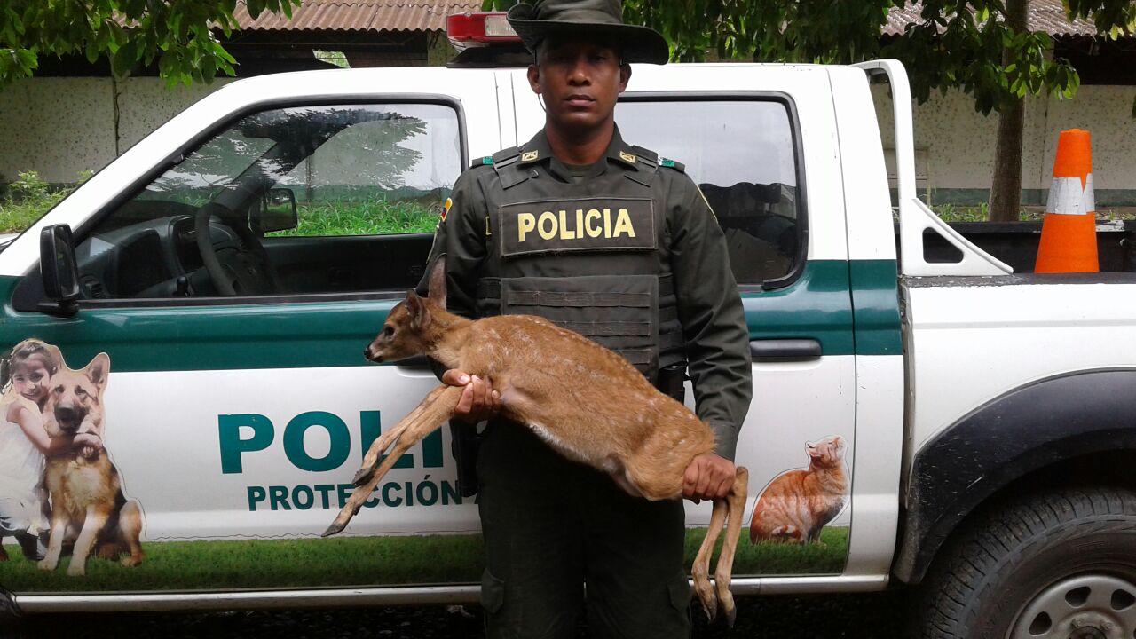 rescate -venado-Turbo