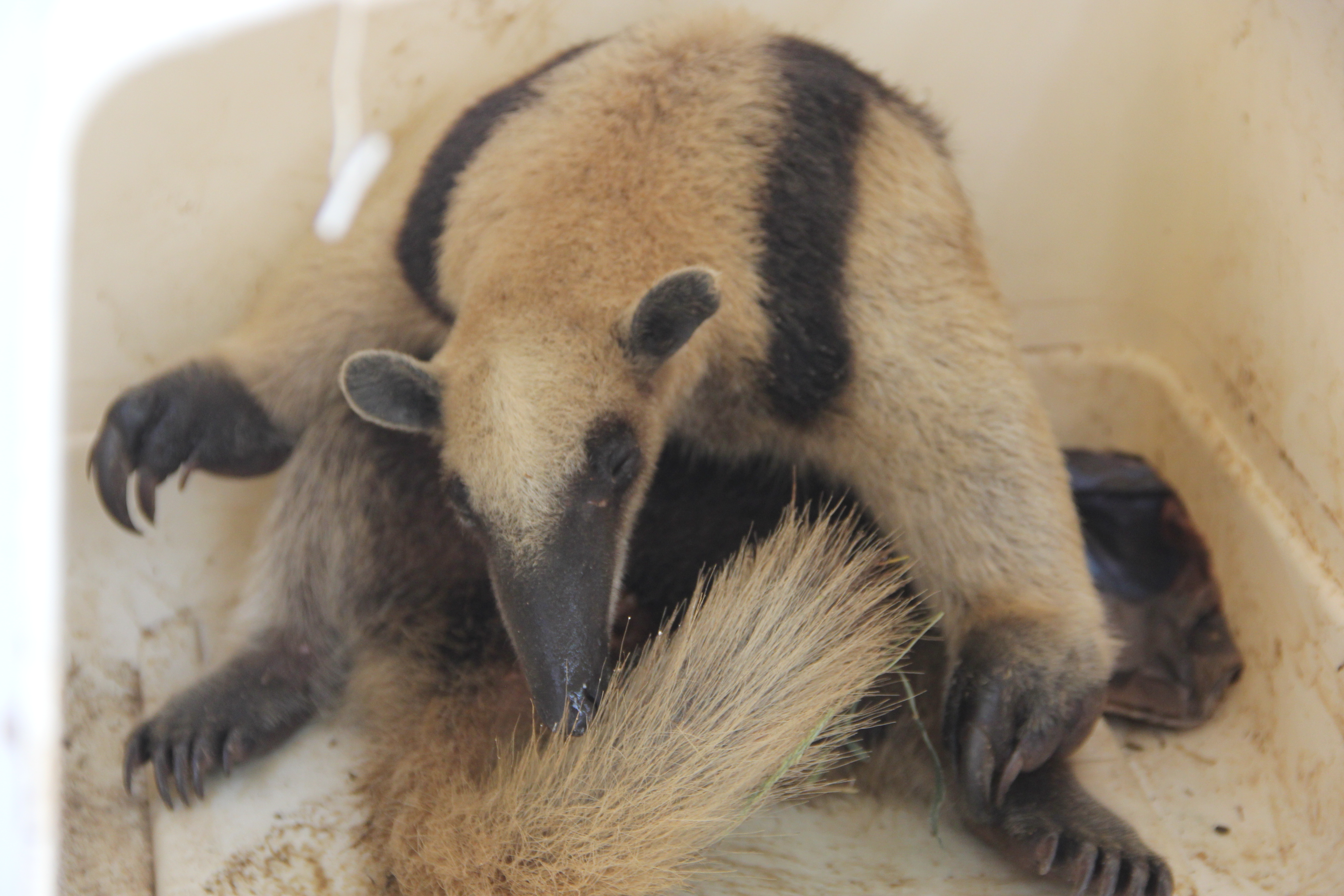 rescate_animales_silvestres