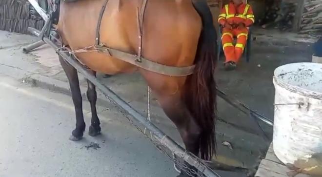 Rescate de animal equino