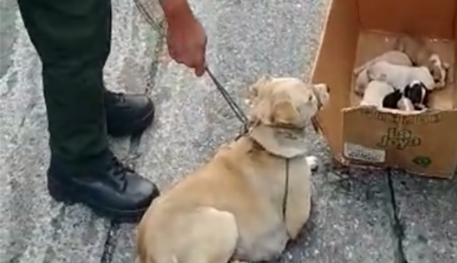 Oportuno llamado de la comunidad permitió el rescate de una canina y sus seis cachorros