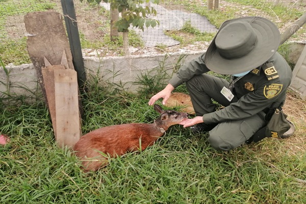 información de la comunidad permitió el rescate del venado