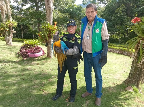 Rescate guacamaya