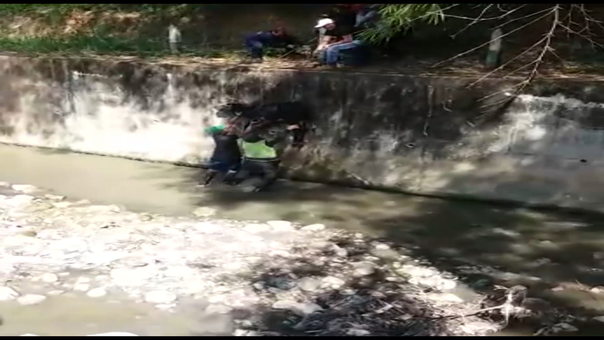 rescate_semoviente_bovino