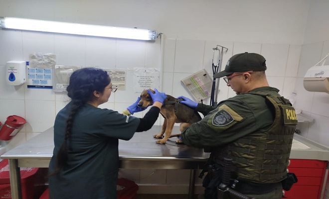 Cachorro es recuperado tras denuncias de posible maltrato en unidad residencial de Medellín