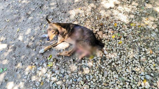 Rey es el nombre del perrito rescatado