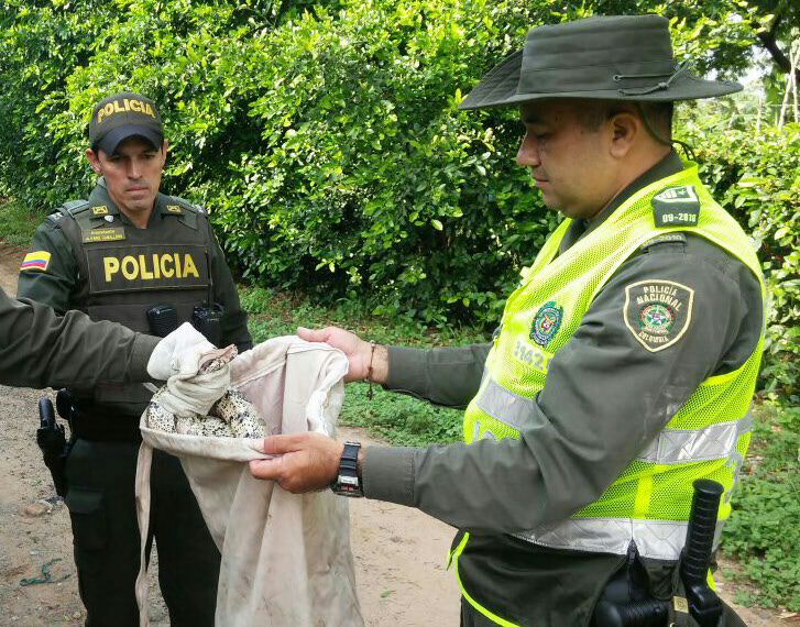 Dos serpientes de la especie ‘boa constrictor’ aparecieron 