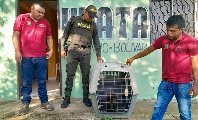 Rescate de un Mono Aullador Rojo