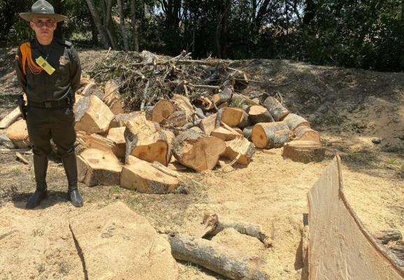 Tala de árboles sin el debido permiso