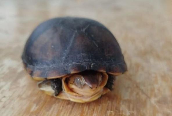 barrio El Ejido de Pasto