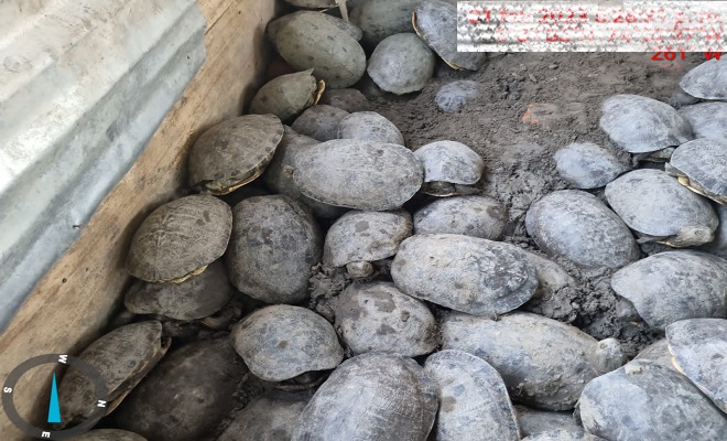Recuperadas más de 1300 tortugas y 200 iguanas en Bolívar que serían comerciadas en la “Semana Mayor”